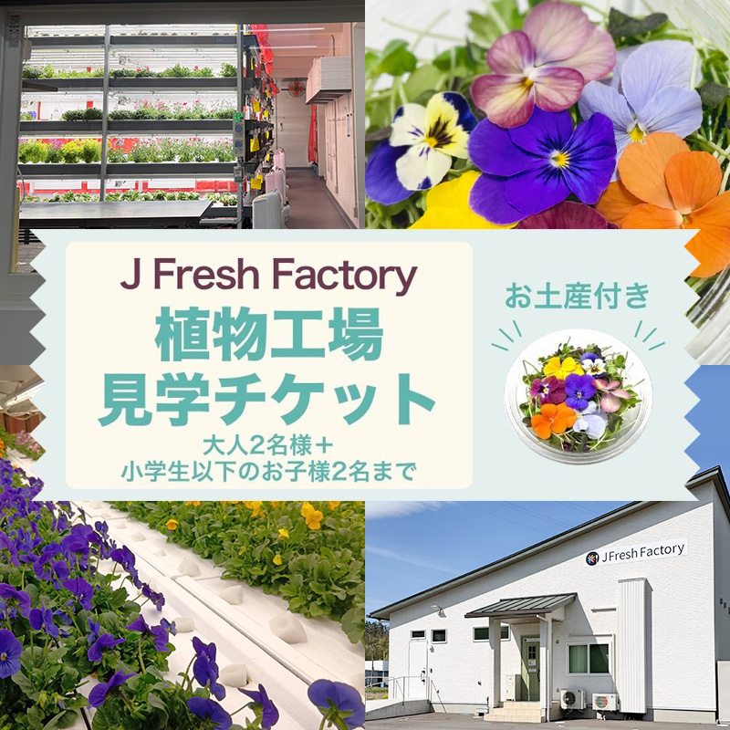 自動車部品メーカーが作った植物工場！エディブルフラワーの収穫体験付き工場見学（大人2名＋小学生以下2名まで）栽培期間中無農薬で育てたリーフ＆エディブルフラワーサラダカップのお土産付き 食用花 お花 サ